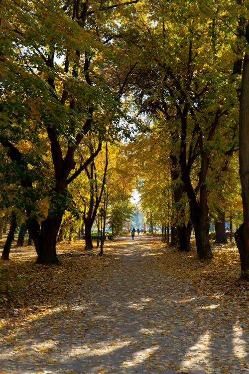 atmosfera de outono, 中央公園, 樹木 的 免费素材图片