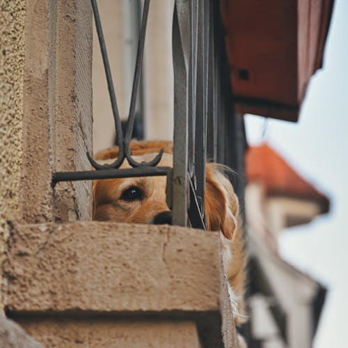 Gratis stockfoto met balkon, beest, dog-fotografie