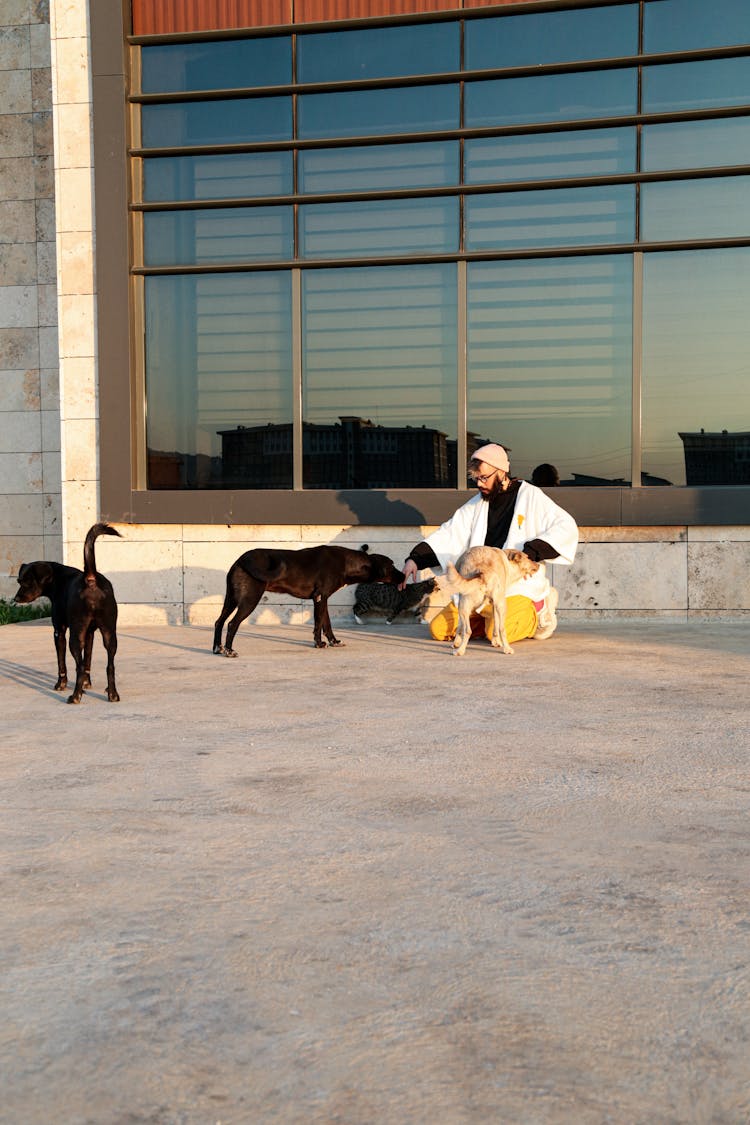 A Man Kneeling On The Ground While Playing With Dogs