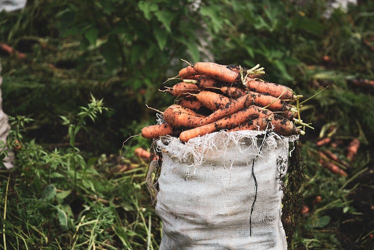 A Bag Of Freshly Collected Carrots 