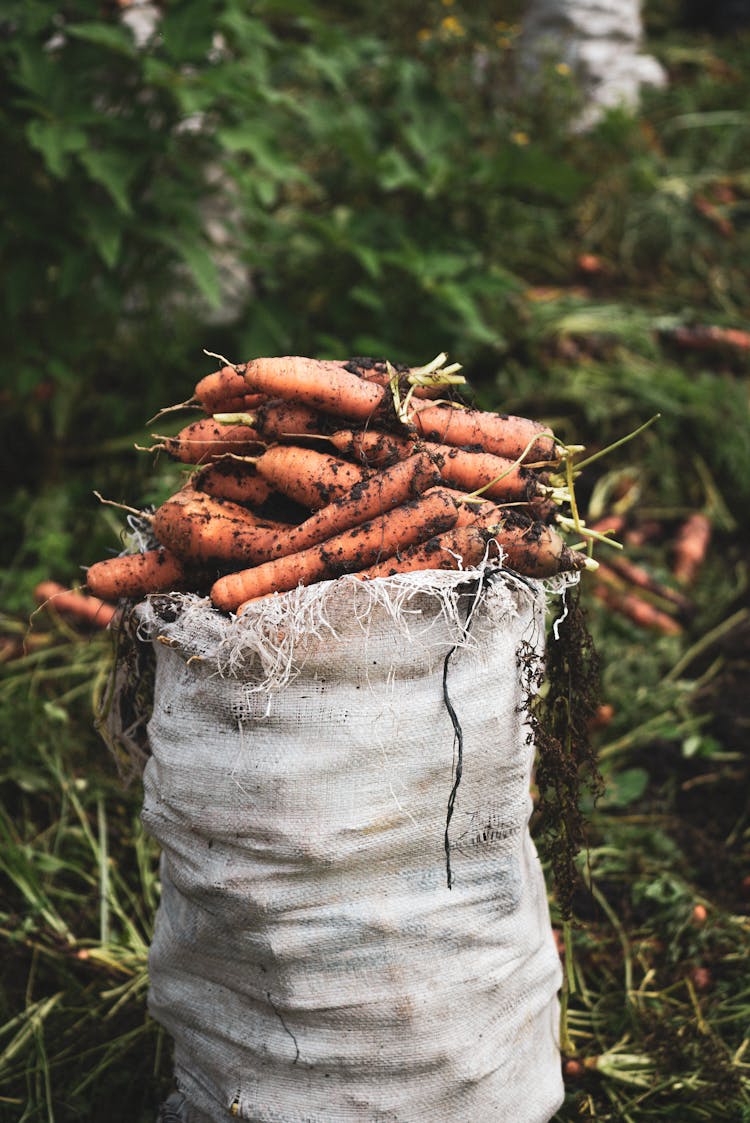 A Bag Of Freshly Collected Carrots 