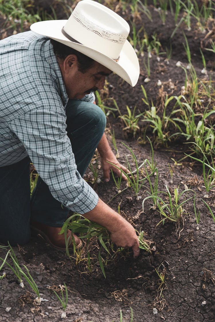 A Male Farmer Planting Vegetables Into A Soil 