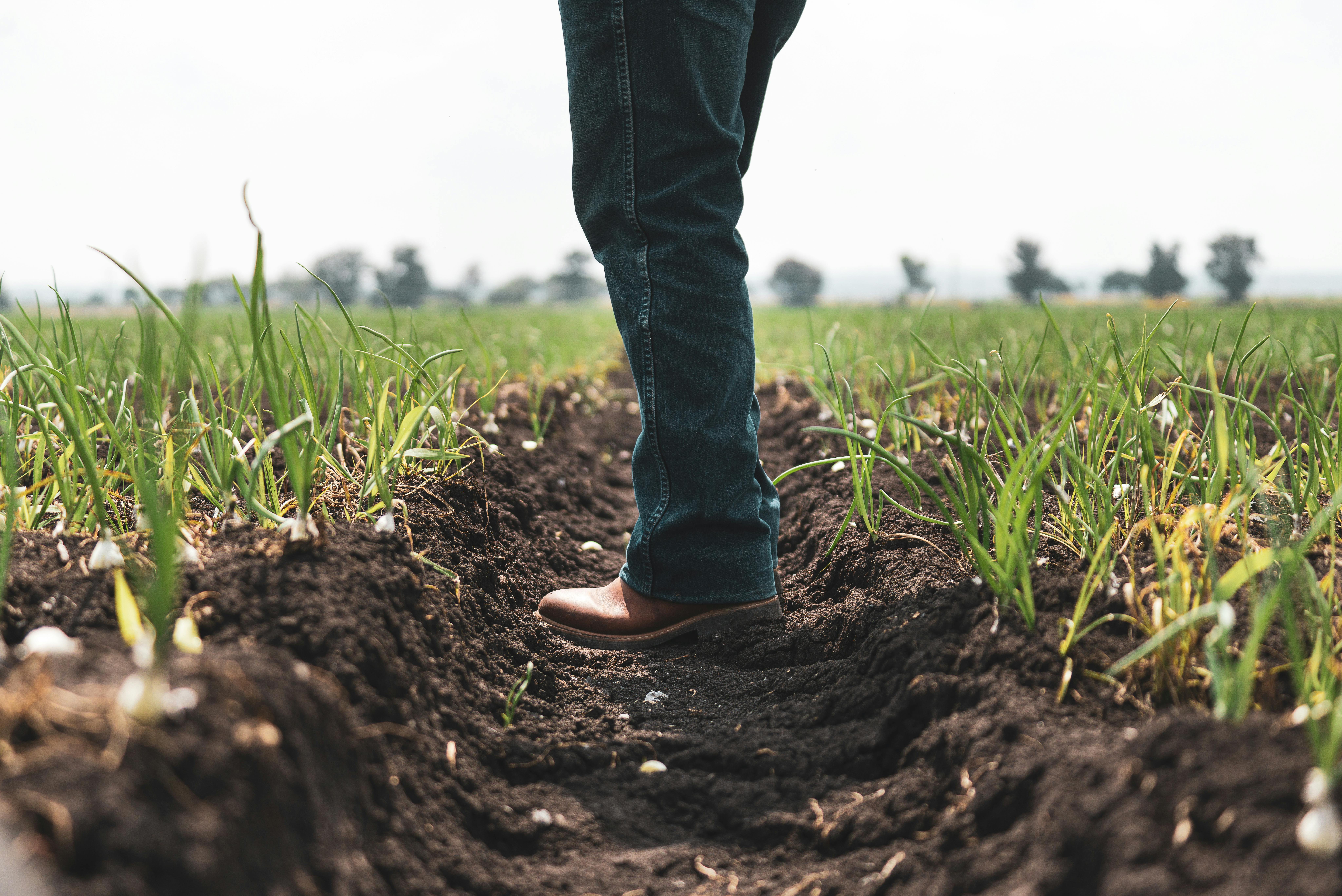 Person in agricultural field