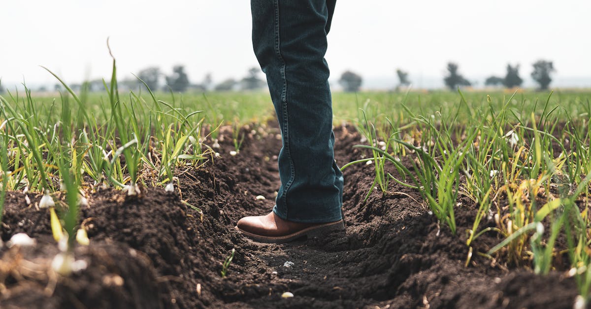 Photo by Los Muertos Crew A person stands in a lush agricultural field during the day.