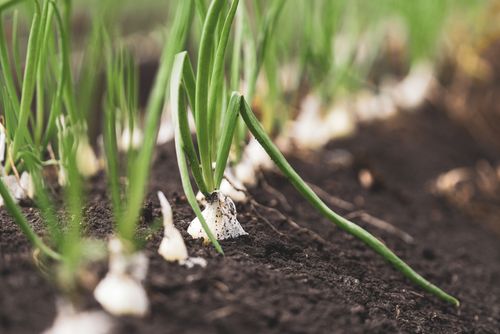 Free Fresh onion plants growing in dark, rich soil, showcasing vibrant green leaves and healthy growth. Stock Photo