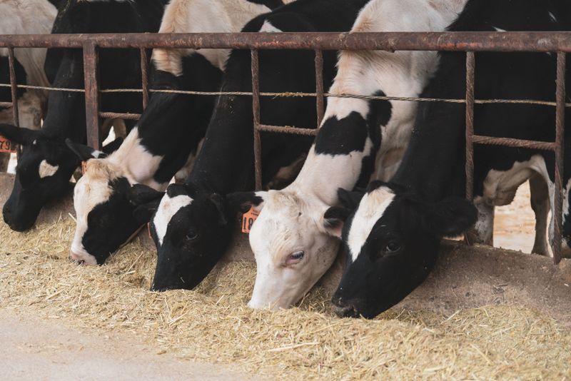 Livestock Feeds