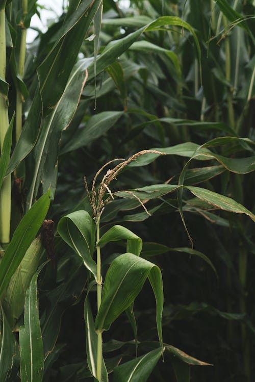 Free A Close Up on a Full-grown Maize Plants Stock Photo