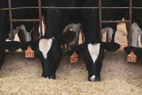Kostenlos Kostenloses Stock Foto zu kühe, tier, tiere in gefangenschaft Stock-Foto