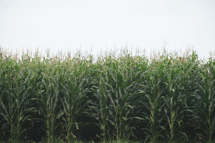 A Shot Of Crops Of A Corn 