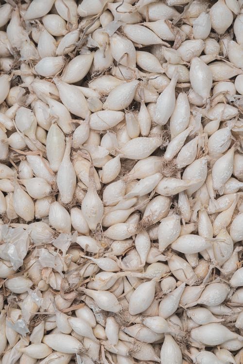 Free A close-up overhead shot of white onion seedlings, perfect for agricultural themes. Stock Photo