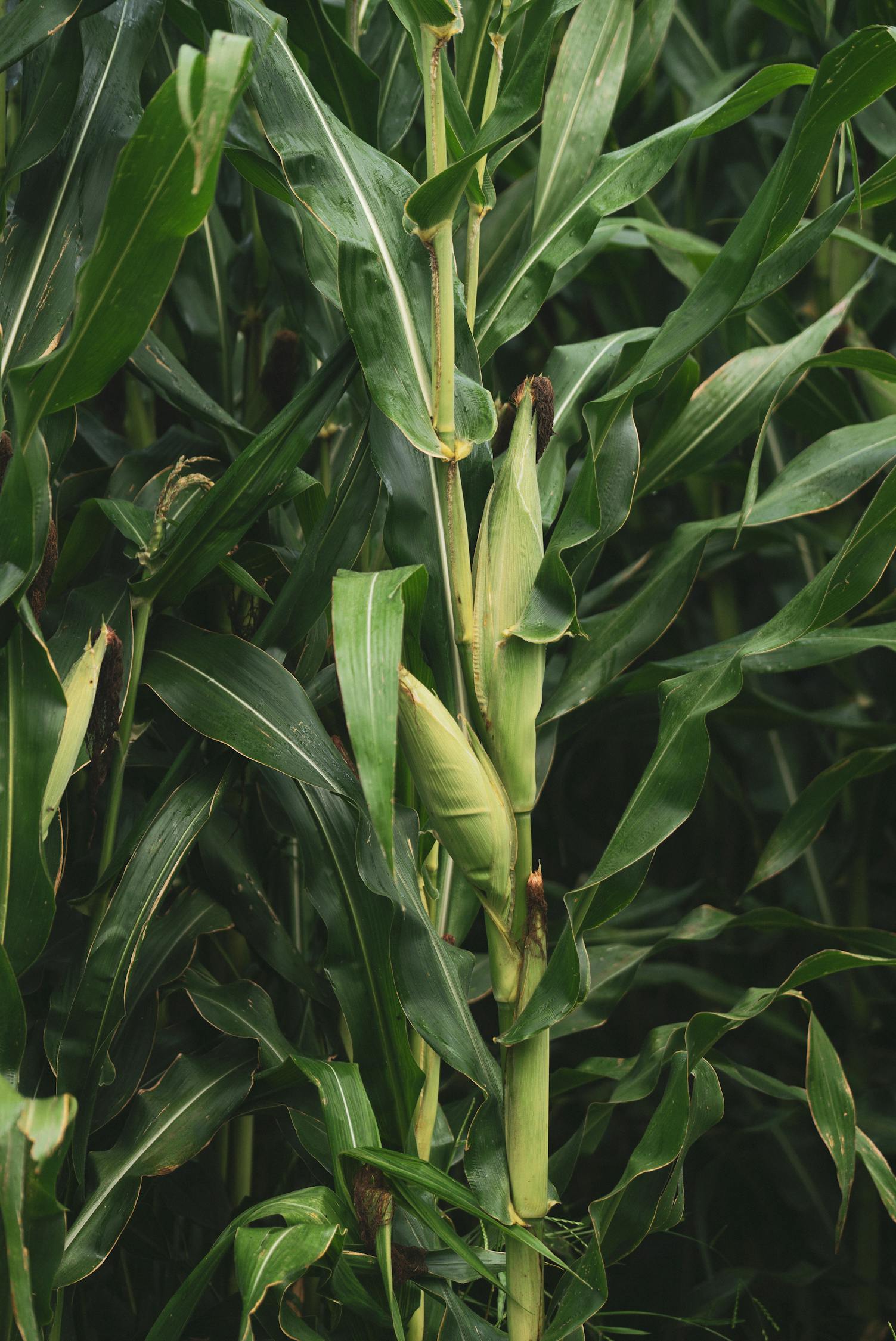 A Close Up on a Full-grown Maize Plants · Free Stock Photo