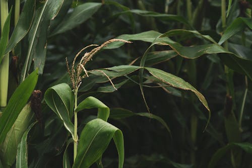 Foto profissional grátis de agricultura, área, fechar-se