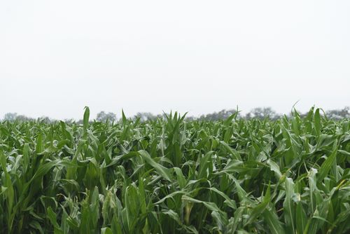 Free Expansive cornfield under a clear sky, showcasing lush green crops ready for harvest. Stock Photo