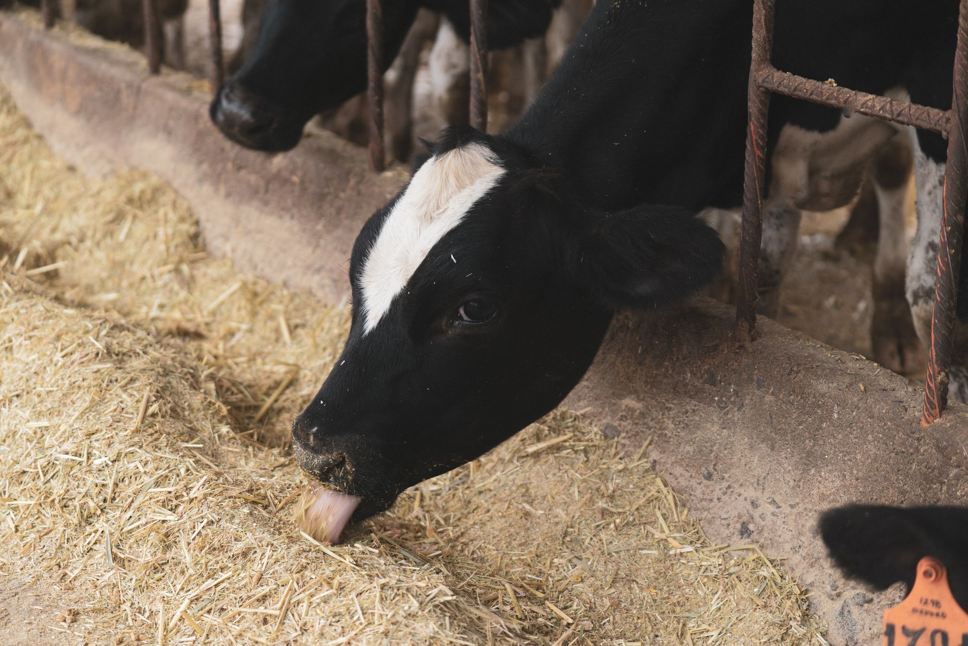 A Focus on an Head of a Cow While Eating