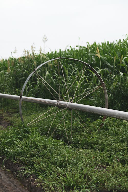 A Shot of Watering System on a Corn Field 