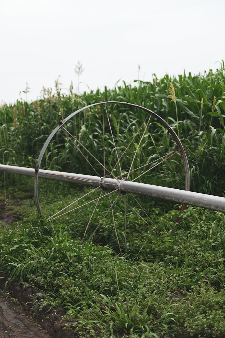 A Shot Of Watering System On A Corn Field 