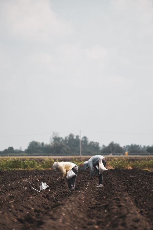 Dois agricultores trabalhando em campo arado, representando o trabalho rural que gera direito à aposentadoria especial no INSS