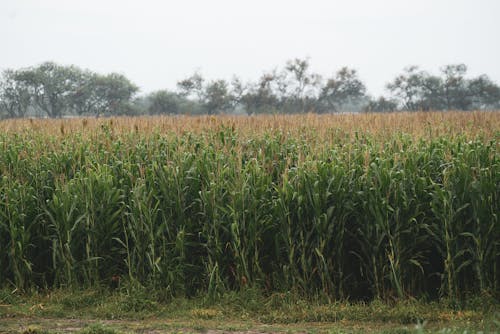 A Shot of Crops of a Corn Filed 