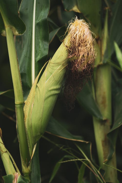 A Close Up on Maize Flower in Leaves with Silk 