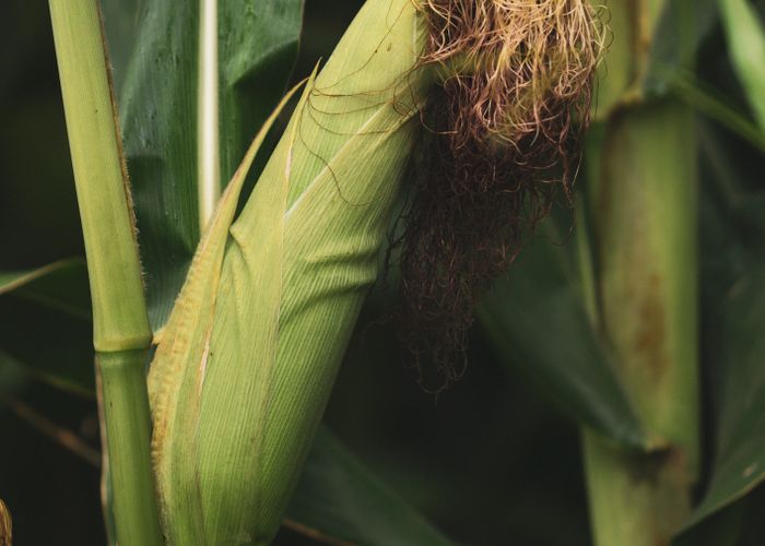 Corn Mais - Urban Goes Green Plant Guide