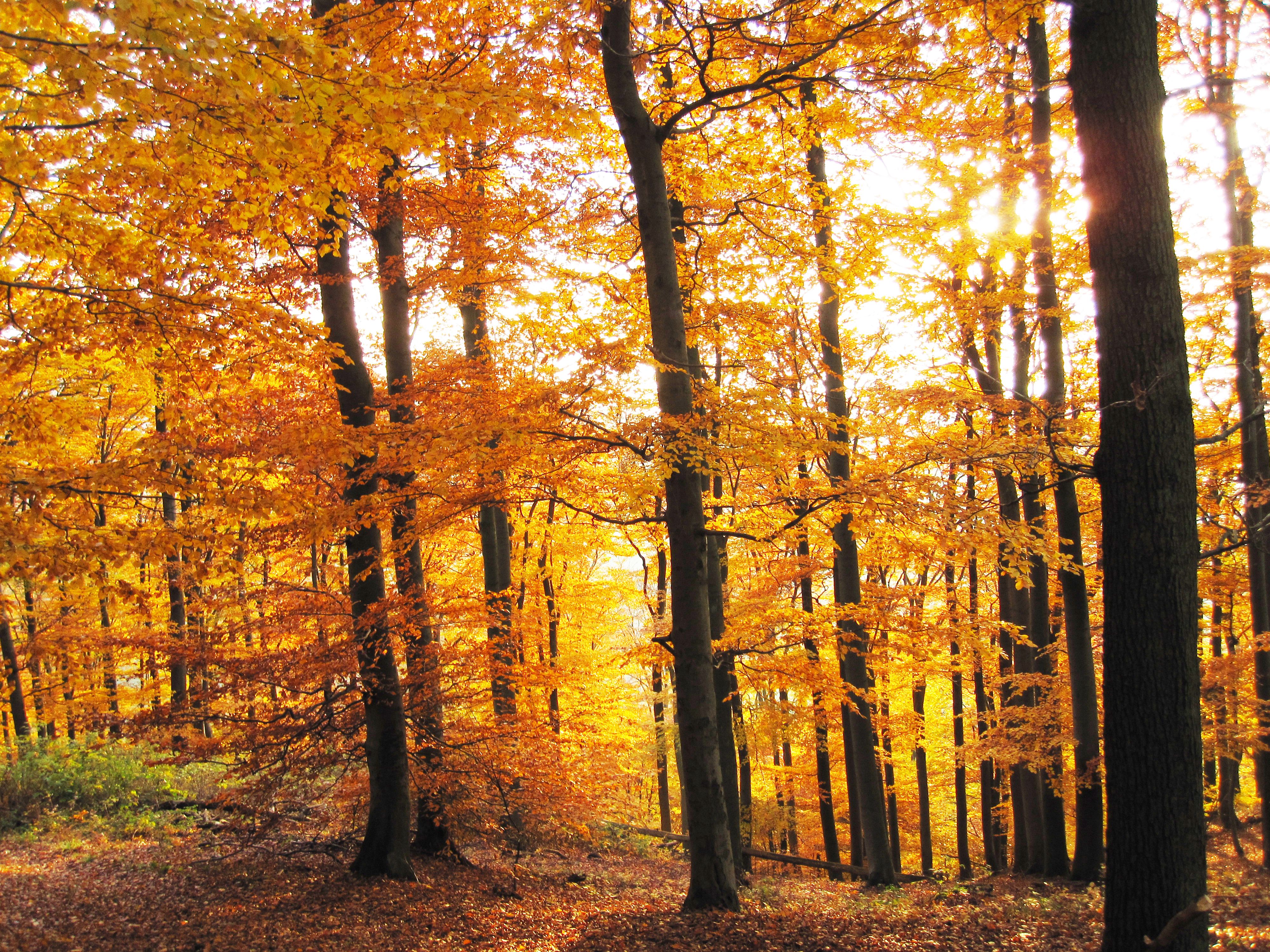 Two Trees during Autumn · Free Stock Photo