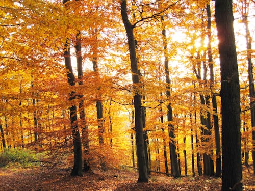 Gratuit Imagine de stoc gratuită din anotimp, arbori, cădere Fotografie de stoc