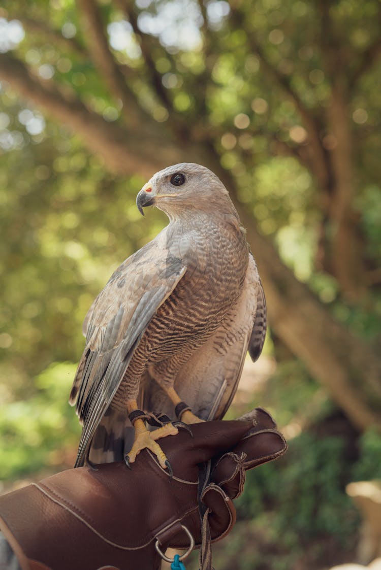 Bird Sitting On Hand In Glove