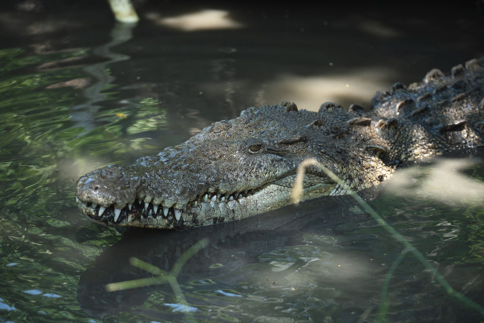 Photography of Alligator
