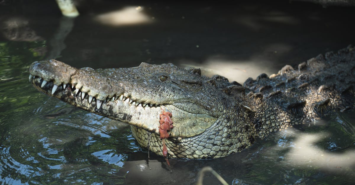 The Ember Veil 1 image text