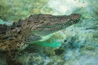 Close-up of a crocodile relaxing in clear water with eyes closed, showcasing its textured skin.