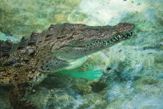 Close-up of a crocodile relaxing in clear water with eyes closed, showcasing its textured skin.