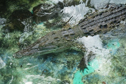 Foto profissional grátis de animais selvagens, animal, Crocodilo