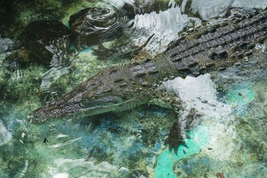 Alligator swimming in clear water showcasing its scaly texture and natural camouflage.