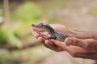 A baby crocodile is cradled gently in human hands over a blurred outdoor background.