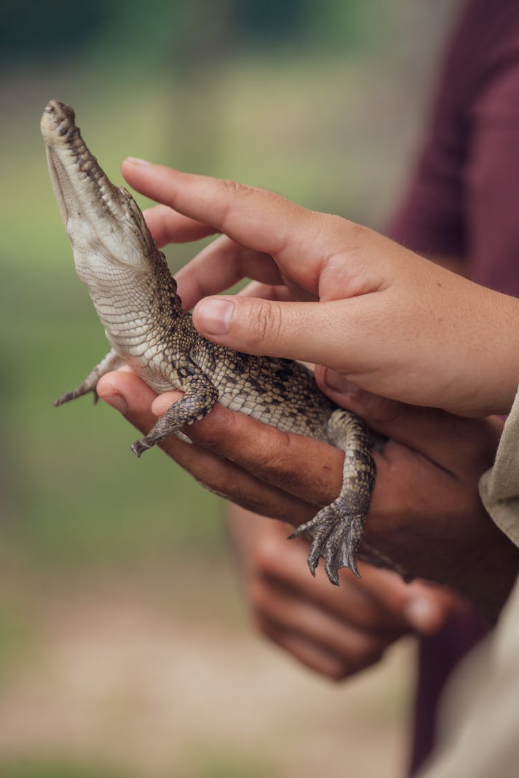 Baby Alligator On Human Hands