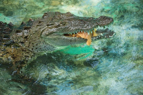 Crocodile Eating Meat