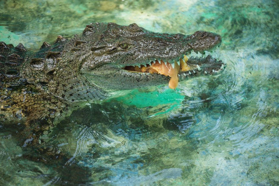 Why Nusa Lembongan's Mangrove Forests are a Must-See Why Nusa Lembongan's Mangrove Forests are a Must-See