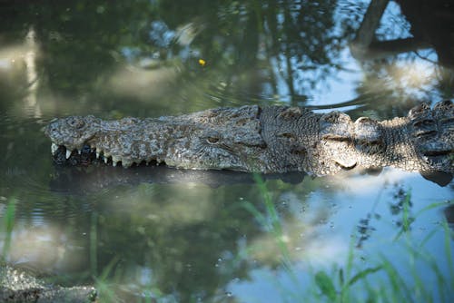 Free Photography of Crocodile Stock Photo