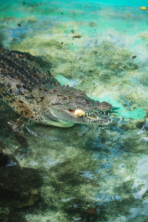 Foto d'estoc gratuïta de animal, caiman, Cocodril