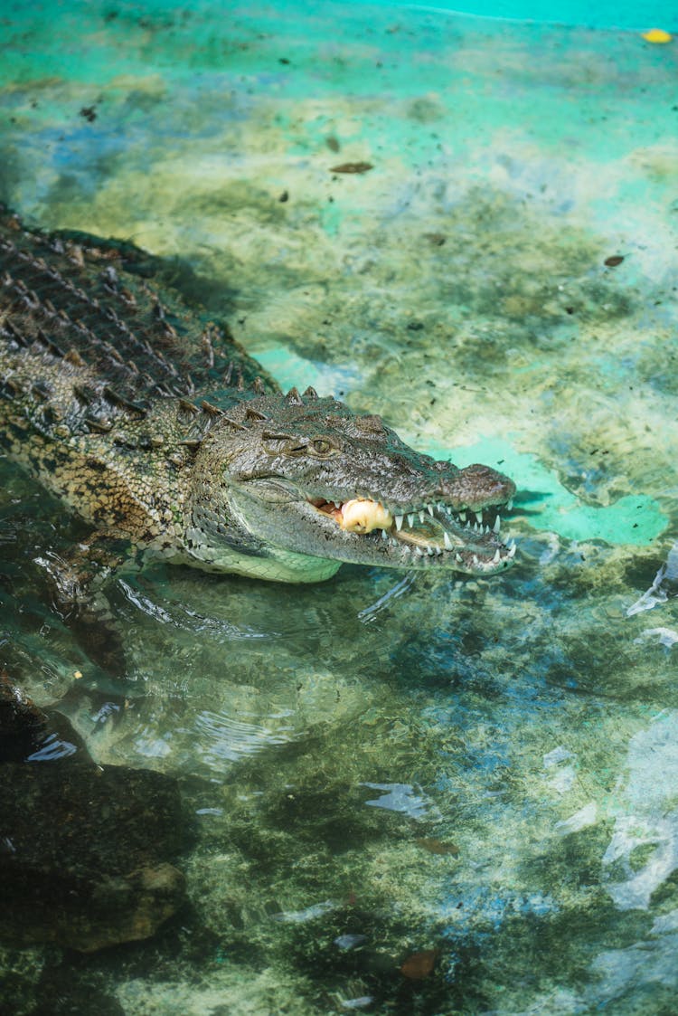 Photography Of Alligator 