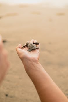 A gentle hand holding a baby sea turtle on a sandy beach, symbolizing wildlife conservation.