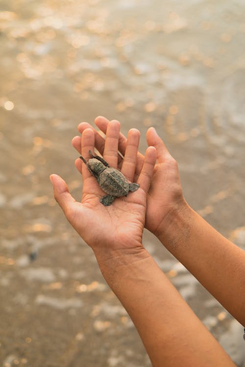 Hands Holding Baby Turtle 