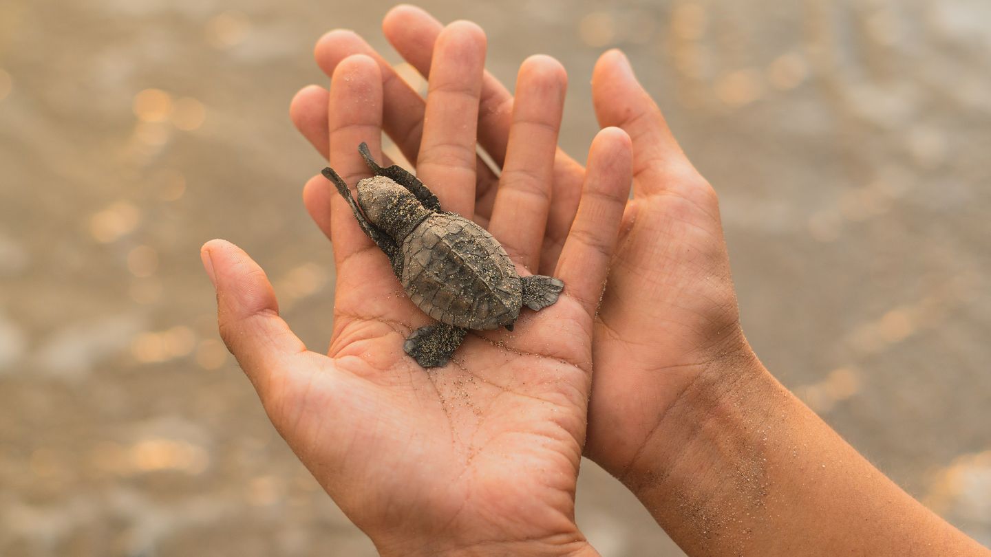 Ras Al Jinz Turtle Reserve: Witnessing Sea Turtles Nest in Oman