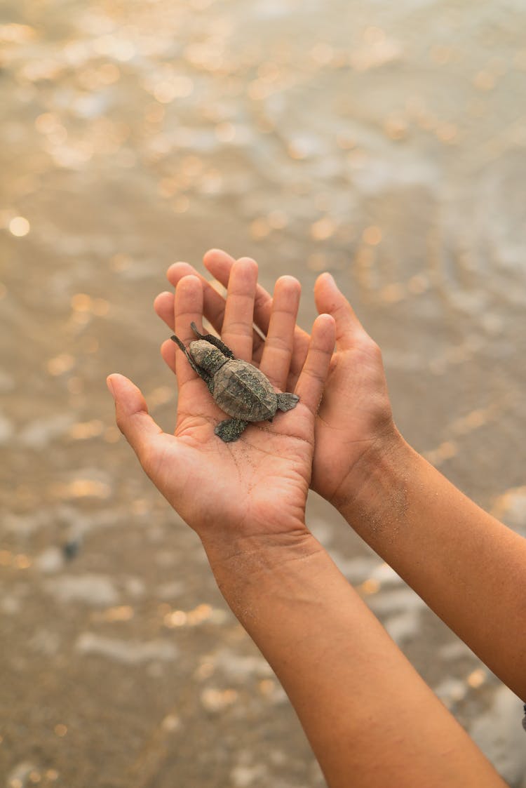 Hands Holding Baby Turtle 