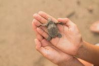 A vulnerable baby sea turtle being gently held by human hands on a sandy beach, showcasing nature's delicate beauty.