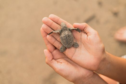 A vulnerable baby sea turtle being gently held by human hands on a sandy beach, showcasing nature's delicate beauty.