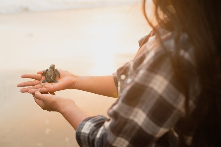 Woman Holding Baby Turtle