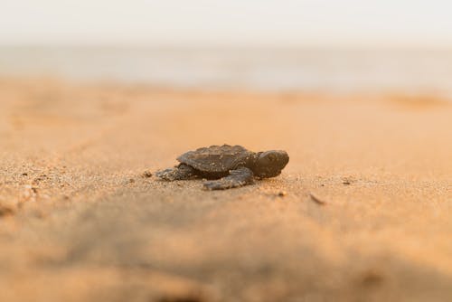 Baby Turtle on Sand