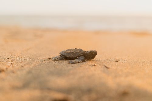 Free A baby sea turtle crawls on the sandy beach towards the ocean under the soft morning light. Stock Photo
