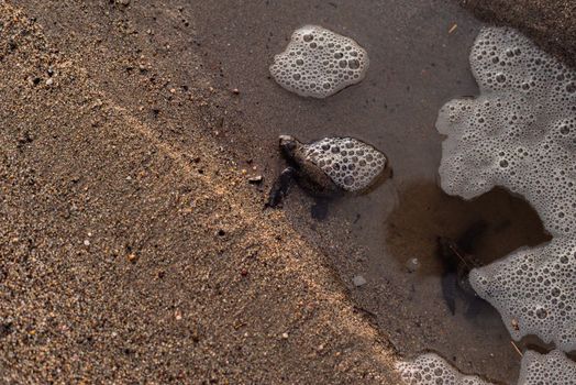 A baby sea turtle making its way to the ocean on a sandy beach, symbolizing wildlife conservation.